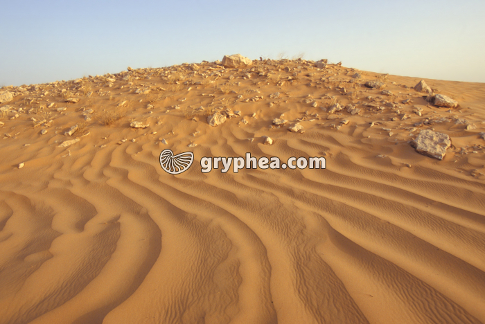 Ripples marks dans le désert (Sahara) - gryphea.org